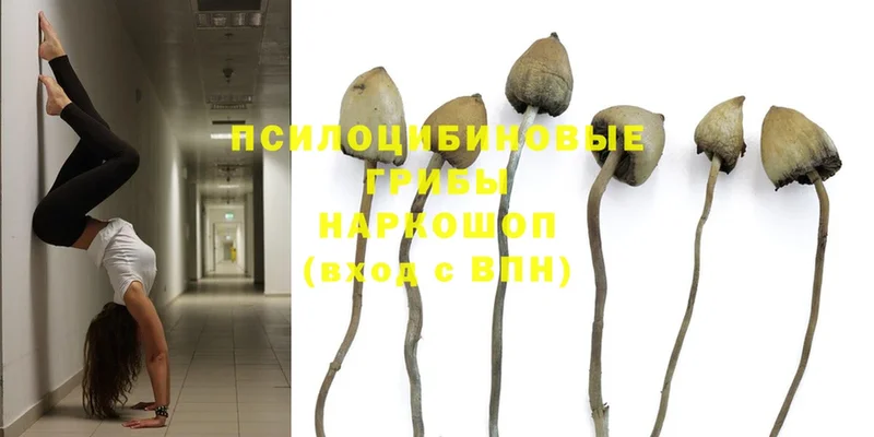 Галлюциногенные грибы MAGIC MUSHROOMS  закладка  Карабулак 